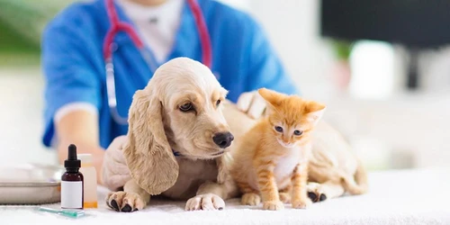Happy dog protected by pet insurance in Wyoming