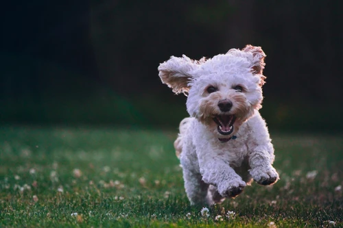 Dog owner reviewing pet insurance options in Wyoming